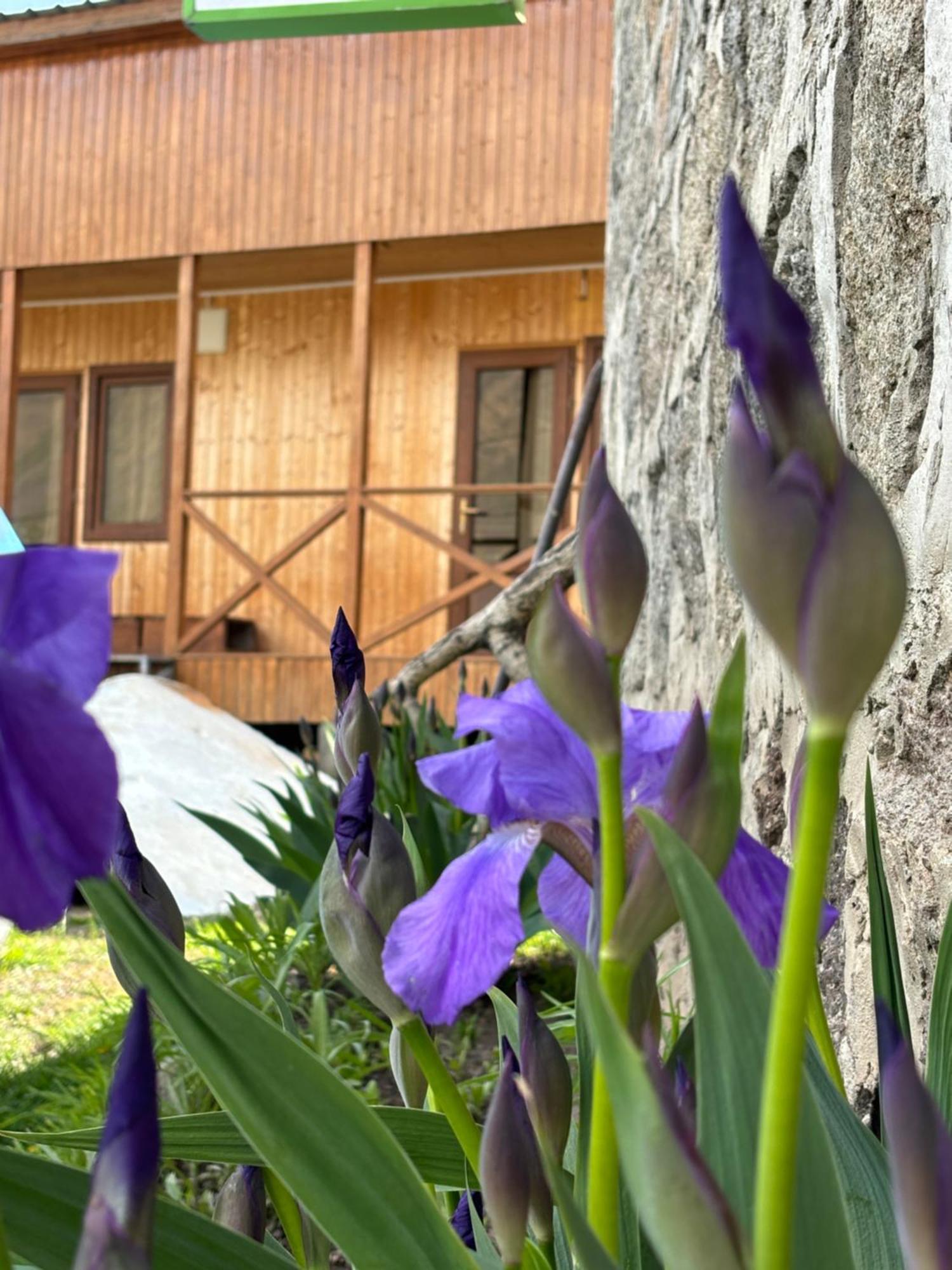 Family Hostel Nika Kazbegi Kültér fotó